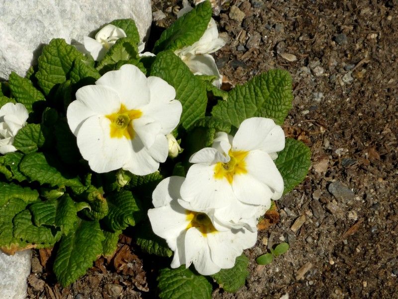 polyanthus